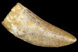 Serrated, Carcharodontosaurus Tooth - Real Dinosaur Tooth #181062-1